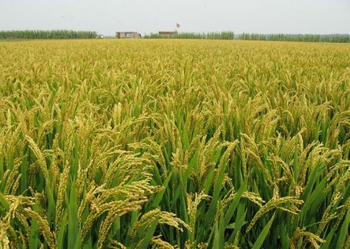 點(diǎn)擊查看詳細(xì)信息<br>標(biāo)題：   閱讀次數(shù)：2985